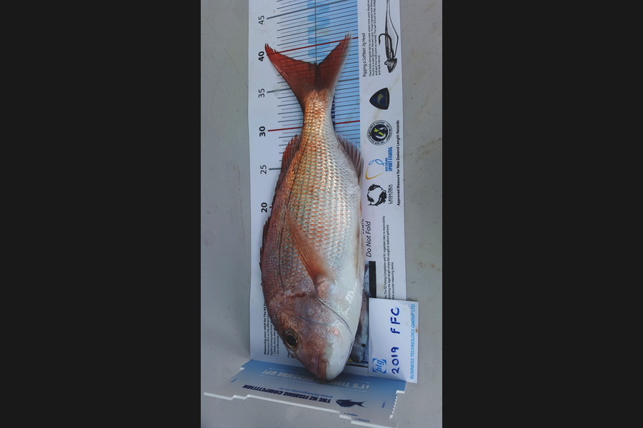 Kevin Jackson caught this 37.0cm Snapper at Inner Auckland Harbour during The Export NZ Fishing Competition