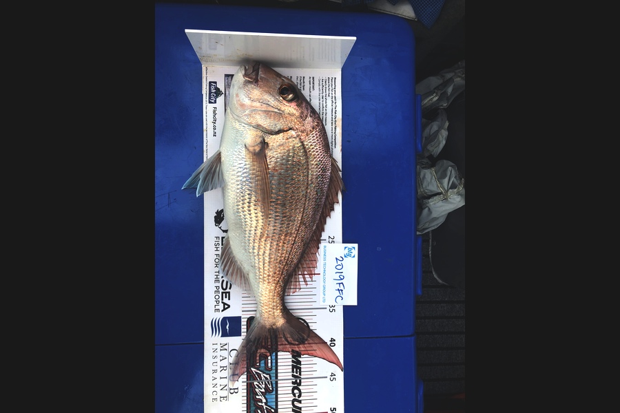 Yvonne Jones caught this 41.0cm Snapper at Waiheke during The Export NZ Fishing Competition