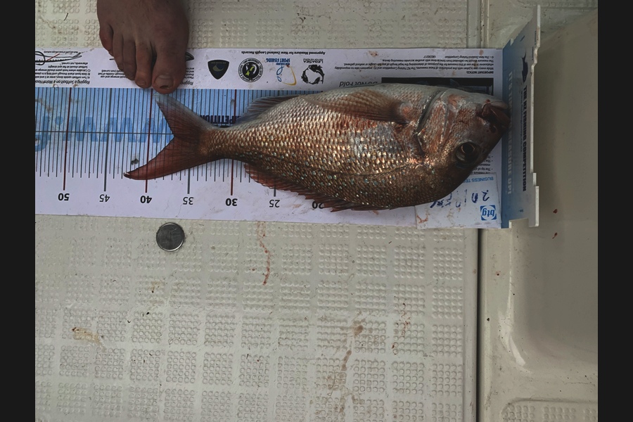 Kurt  Vernall caught this 37.0cm Snapper at Noisies during The Export NZ Fishing Competition