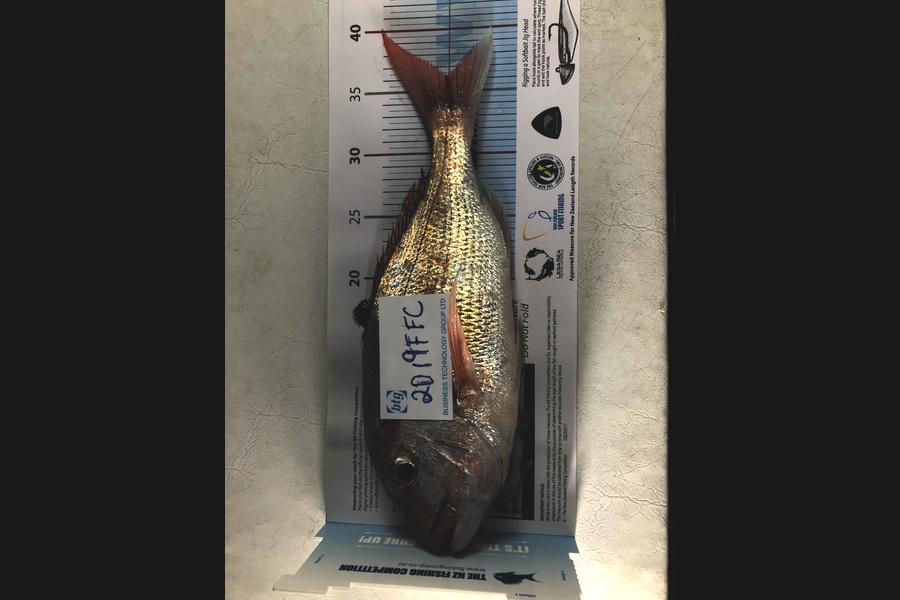 Rob Stewart caught this 36.0cm Snapper at Hauraki gulf during The Export NZ Fishing Competition