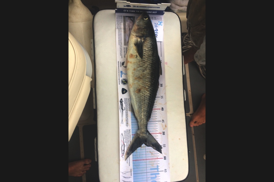 Stephen Baxter caught this 53.5cm Kahawai at Auckland during The Export NZ Fishing Competition