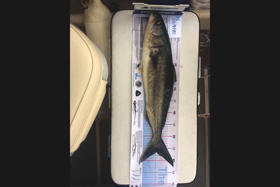 Stephen Baxter caught this 56.5cm Kahawai at Auckland during The Export NZ Fishing Competition