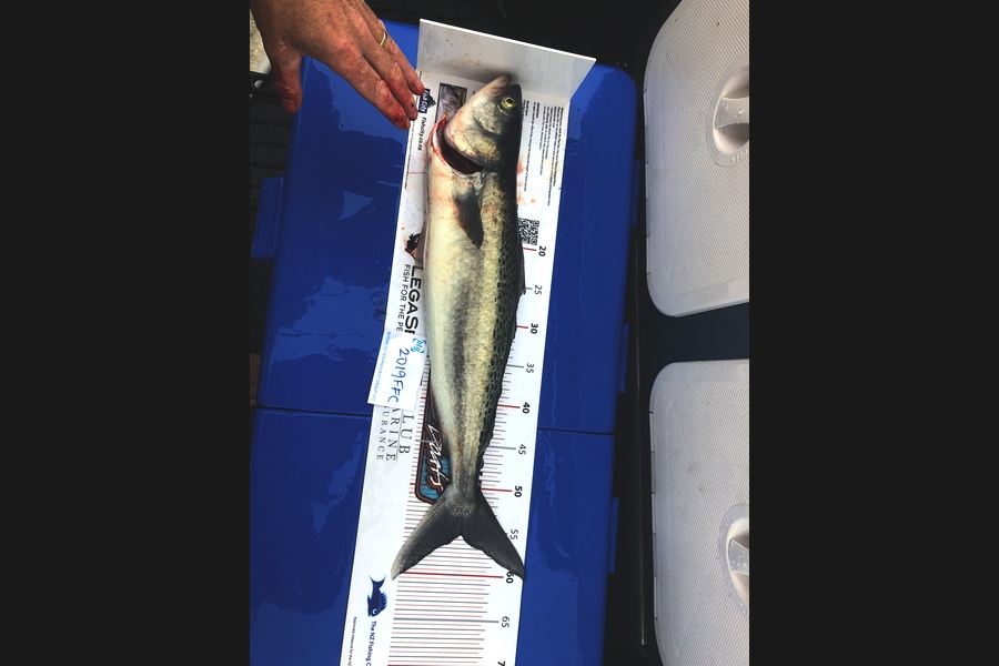 Yvonne Jones caught this 55.5cm Kahawai at Rakino  during The Export NZ Fishing Competition