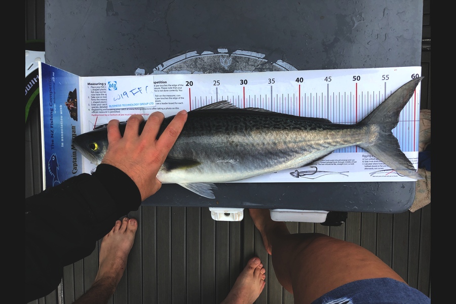 Miah Dixon caught this 56.0cm Kahawai at Rakino Channel during The Export NZ Fishing Competition