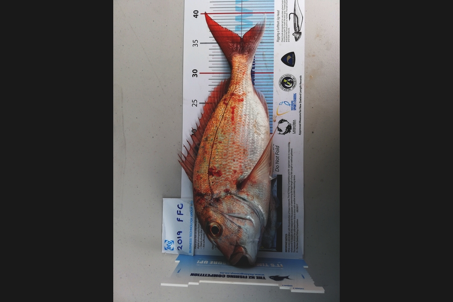 Emma Adamson caught this 35.5cm Snapper at Rangitoto during The Export NZ Fishing Competition