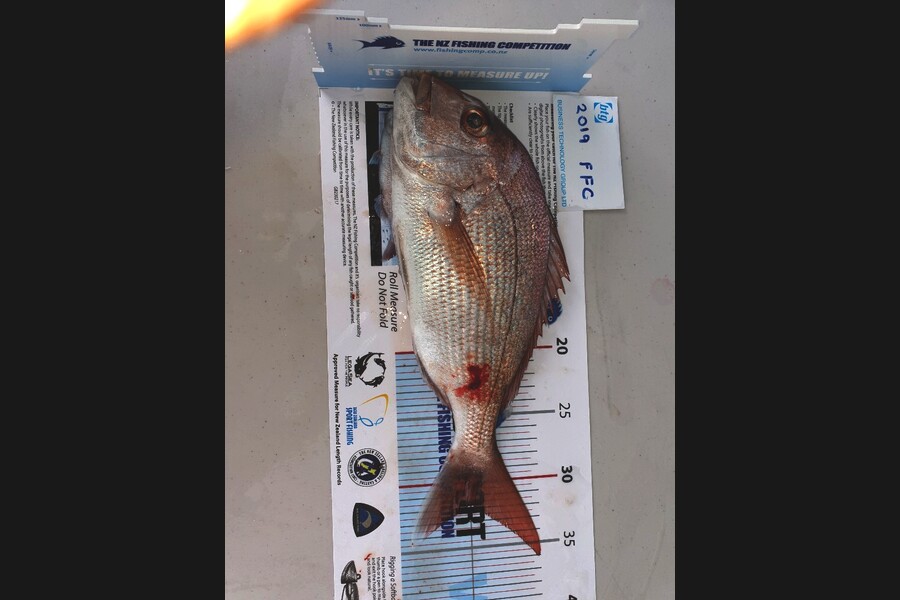 David Anderson caught this 31cm Snapper at Rangi channel during The Export NZ Fishing Competition