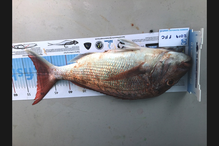 Dass Pillay caught this 50.5cm Snapper at Hauraki Gulf  during The Export NZ Fishing Competition