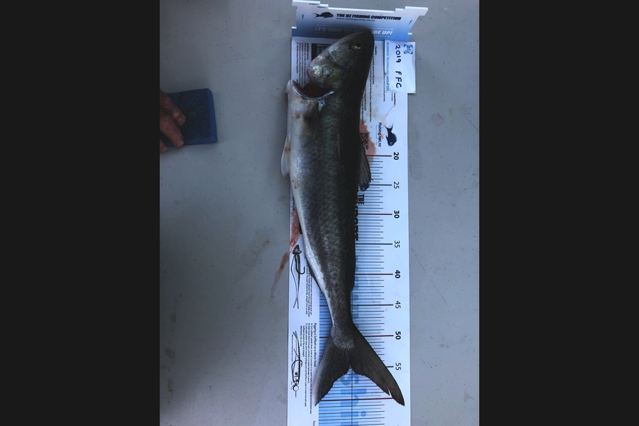 Brent Sullivan caught this 54.0cm Kahawai at Rakino during The Export NZ Fishing Competition