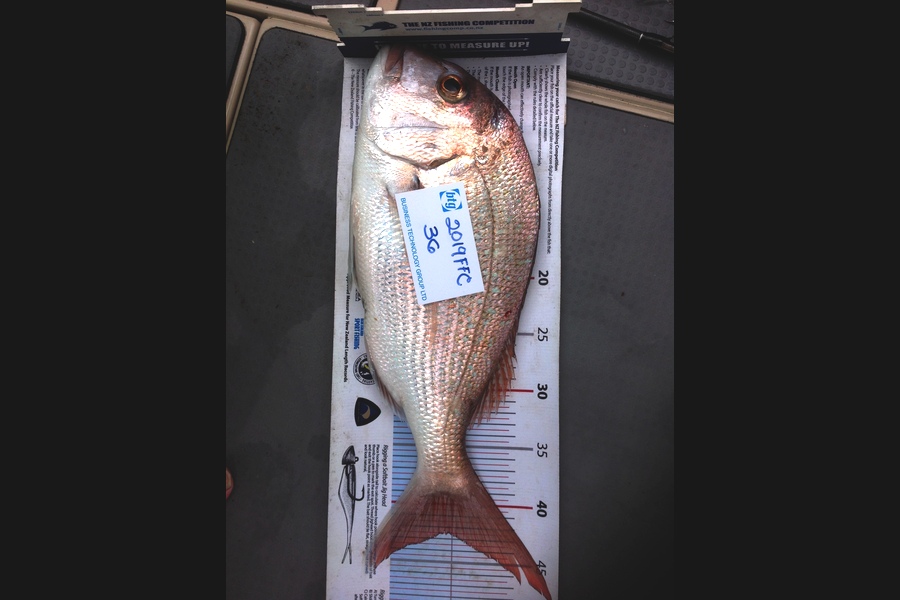 Mike Hurley caught this 42.5cm Snapper at off Rangitoto  during The Export NZ Fishing Competition