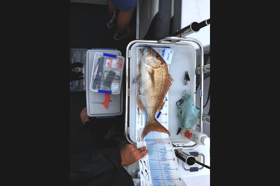 Greg  Leet caught this 49.5cm Snapper at Coromandel  during The Export NZ Fishing Competition