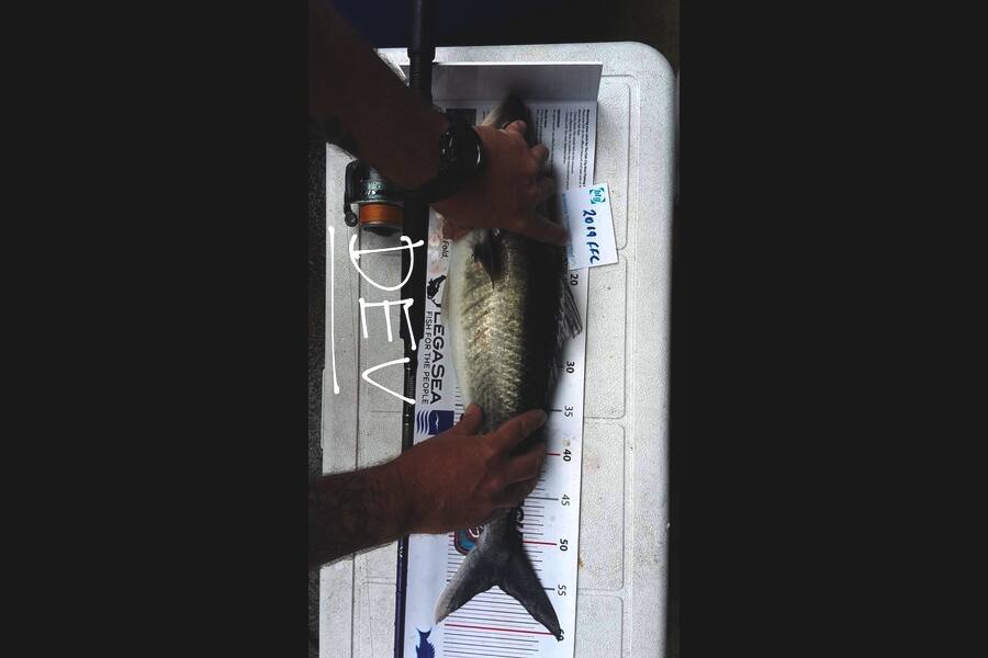 Devin Halford caught this 55.0cm Kahawai at rakino during The Export NZ Fishing Competition