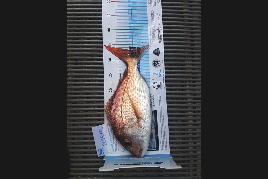Gary Williamson caught this 33.0cm Snapper at Rangitoto during The Export NZ Fishing Competition