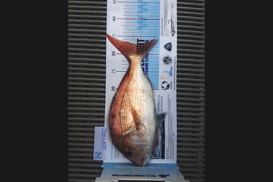 Gary Williamson caught this 32.5cm Snapper at Rangitoto during The Export NZ Fishing Competition