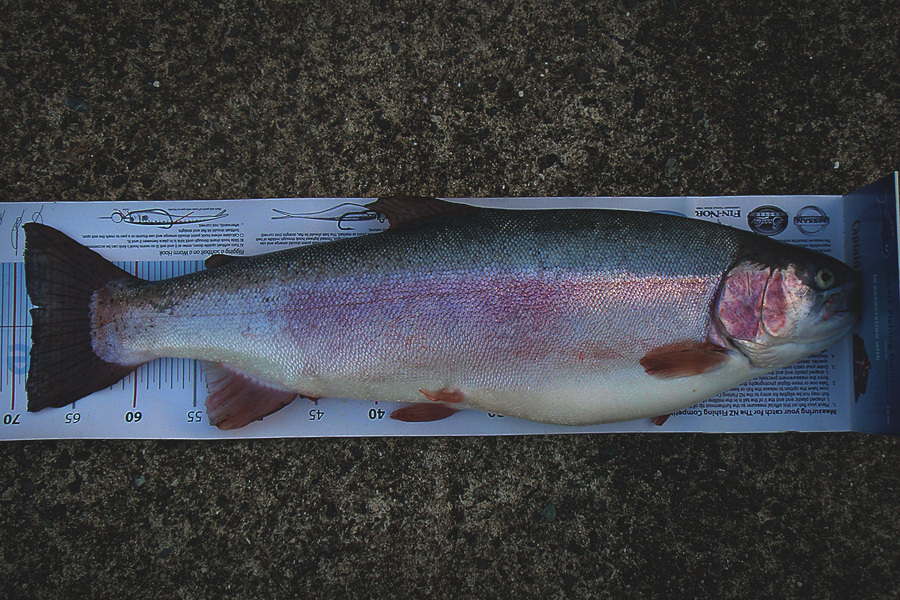 Taylor Kingi caught this 68.5cm Trout at Lake Rotoiti during The Export NZ Fishing Competition