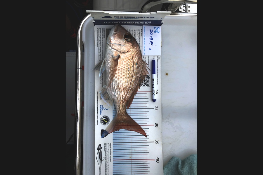 Greg  Leet caught this 31.0cm Snapper at Coromandel  during The Export NZ Fishing Competition