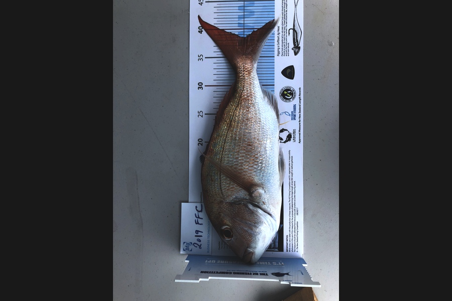 Bryce Pomfrett caught this 38.5cm Snapper at Rangitoto  during The Export NZ Fishing Competition