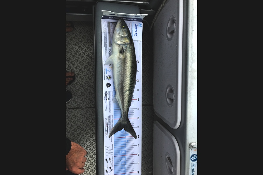 Martin Williams caught this 55.0cm Kahawai at Rakino during The Export NZ Fishing Competition