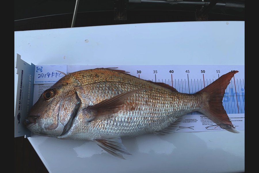 Will Chopping caught this 55.0cm Snapper at Rangitoto during The Export NZ Fishing Competition