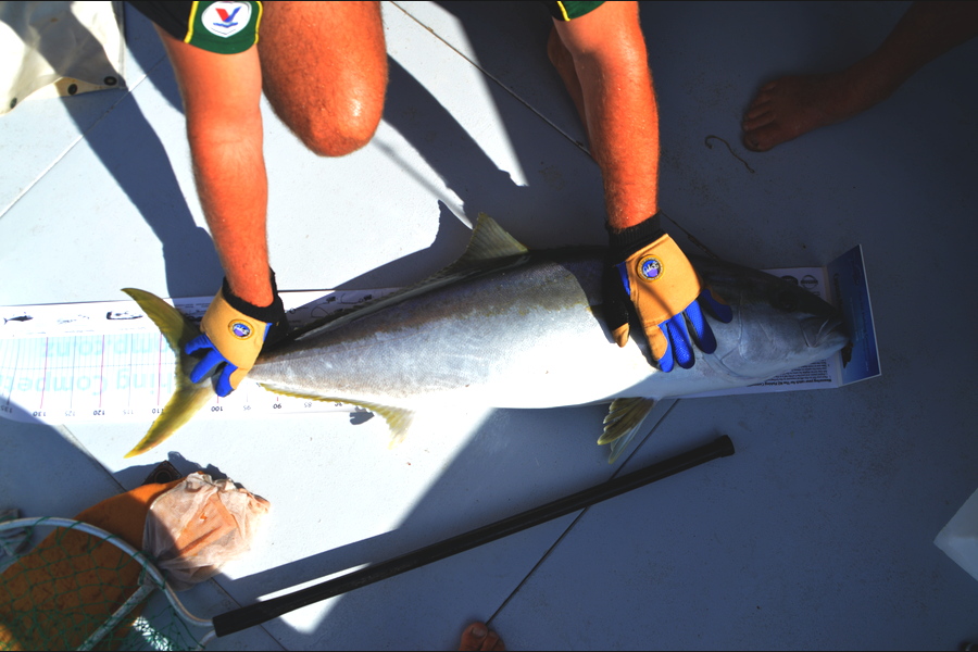 campbell Rathe caught this 107.0cm Kingfish at spirits bay during The Export NZ Fishing Competition
