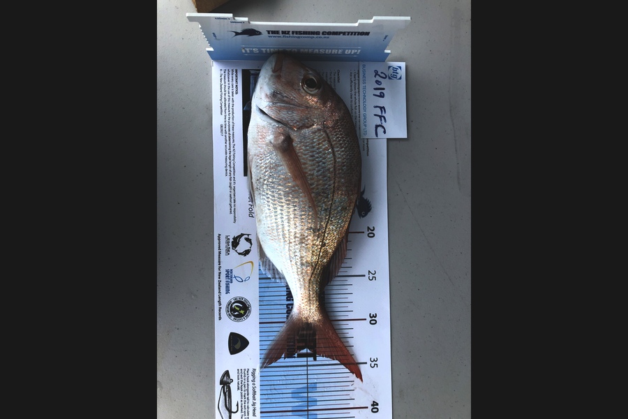 Bryce Pomfrett caught this 32.5cm Snapper at Rangitoto during The Export NZ Fishing Competition