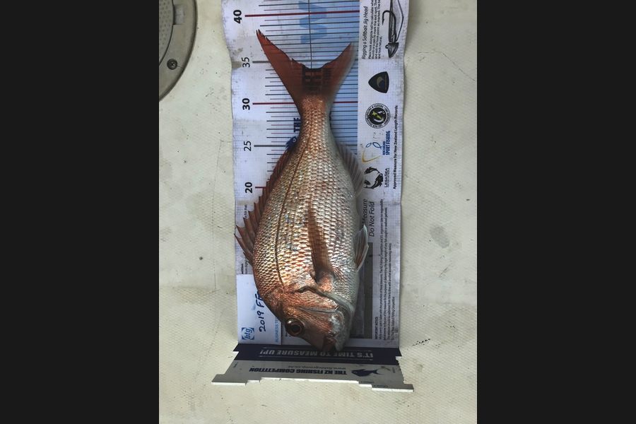 Patrick Geals caught this 34.0cm Snapper at Rangi channel  during The Export NZ Fishing Competition
