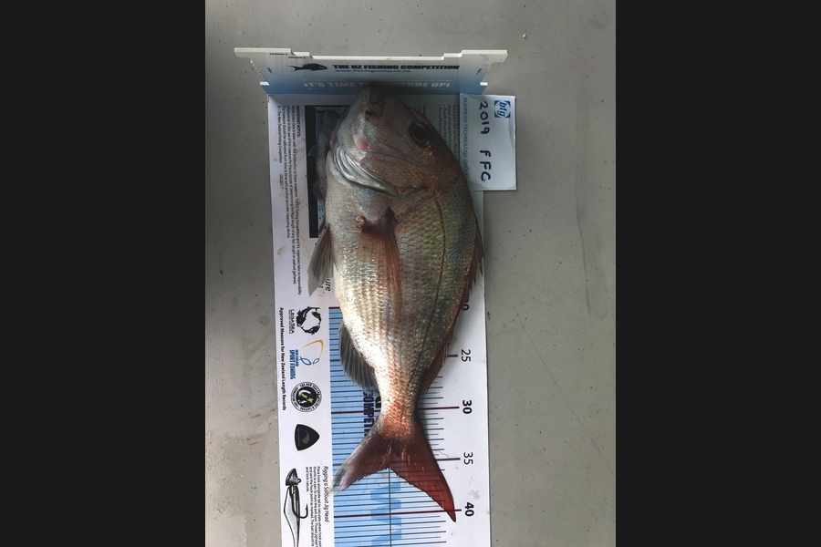 David Ransom caught this 35.5cm Snapper at Rangi channel  during The Export NZ Fishing Competition