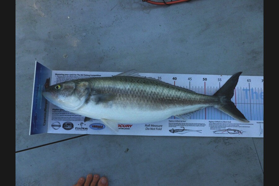 Dave Adams caught this 58.5cm Kahawai at Kawau during The Export NZ Fishing Competition