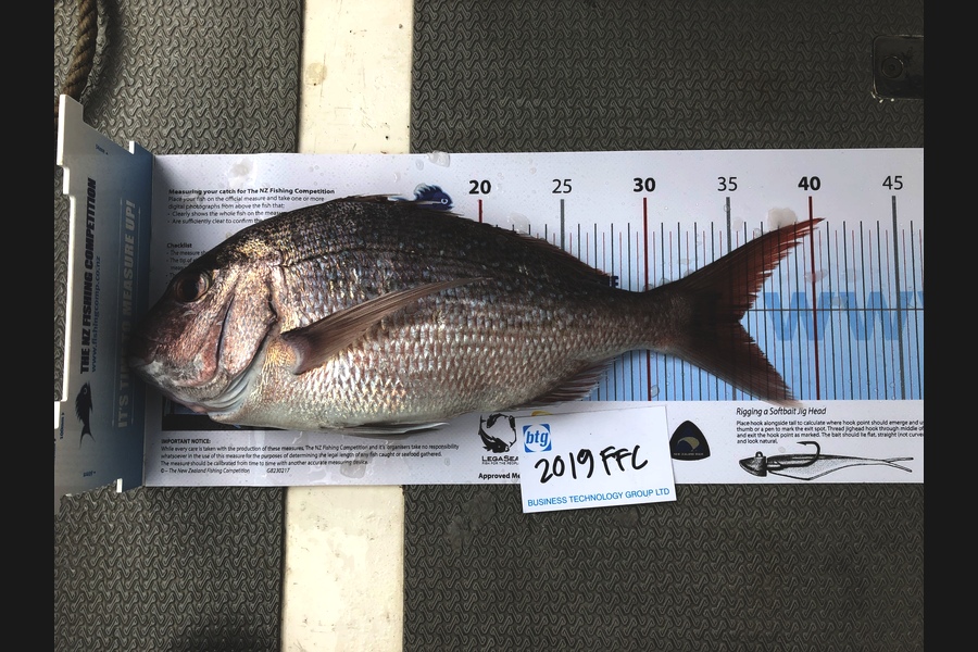 David Mahon caught this 35.0cm Snapper at Channel island during The Export NZ Fishing Competition