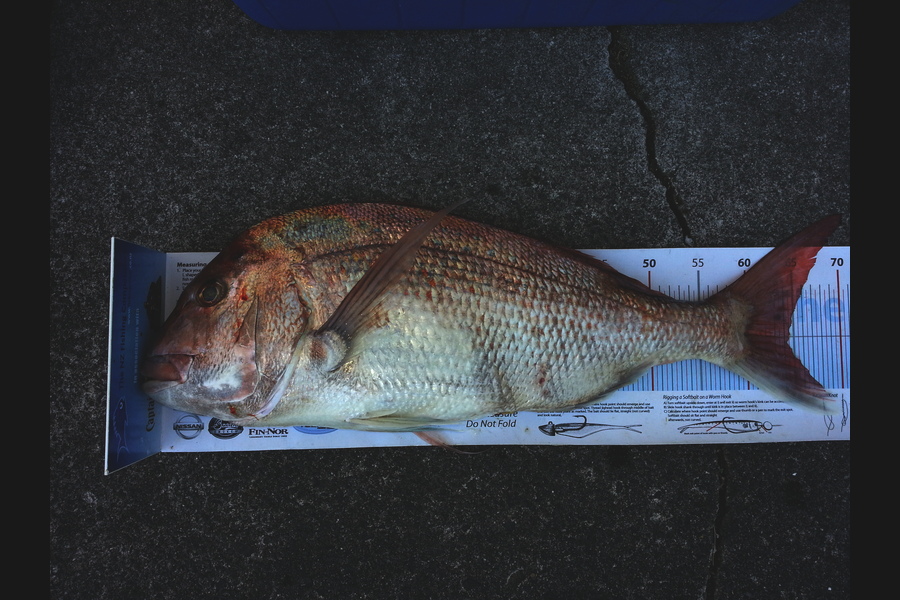 Spencer Roff caught this 64.5cm Snapper at Kaipara Mussel Beds during The Export NZ Fishing Competition