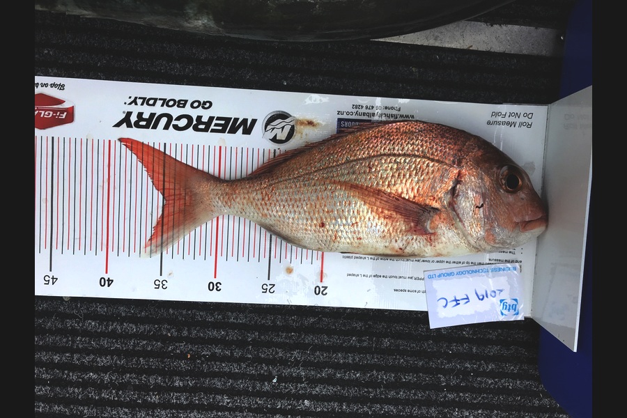 Steve Cullen caught this 34.5cm Snapper at Waiheke during The Export NZ Fishing Competition