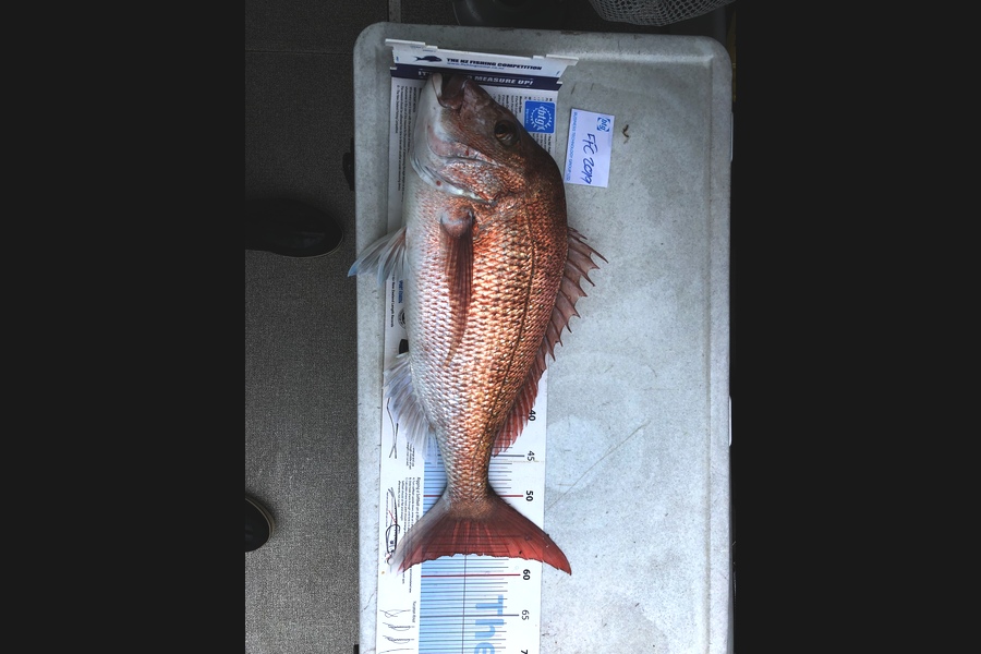 Jack Laity caught this 57.0cm Snapper at Coromandel during The Export NZ Fishing Competition