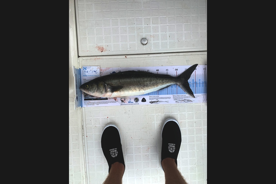 Kurt  Vernall caught this 55.0cm Kahawai at Noisies during The Export NZ Fishing Competition