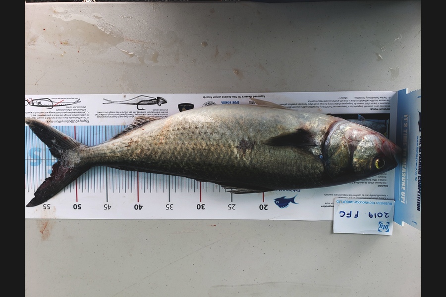 Leon Webb caught this 53.0cm Kahawai at Auckland  during The Export NZ Fishing Competition