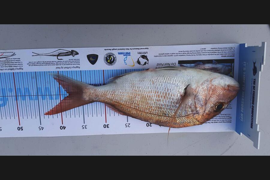 Barry Gill caught this 38.0cm Snapper at Rangi during The Export NZ Fishing Competition
