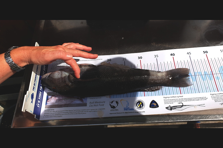 Hendrik Klopper caught this 43cm Blue Cod at Whanganuj during The Export NZ Fishing Competition