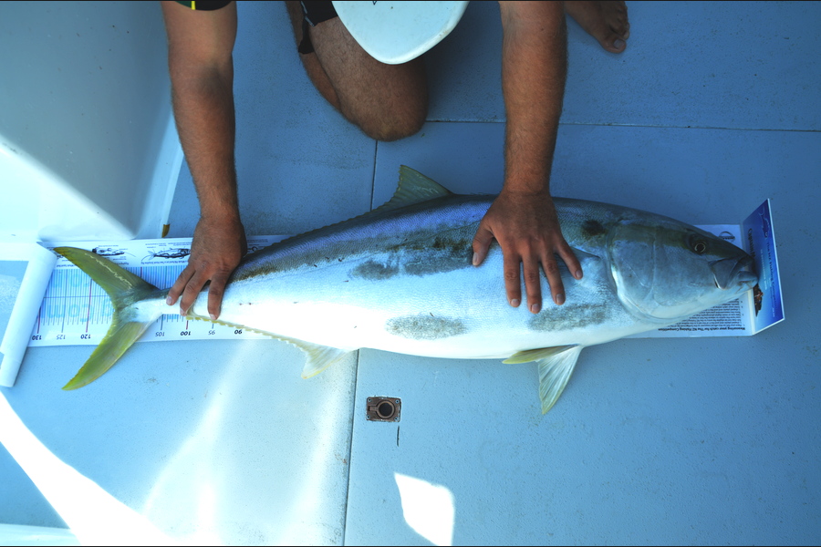 Tom Hatfull caught this 114.5cm Kingfish at Spirits Bay during The Export NZ Fishing Competition