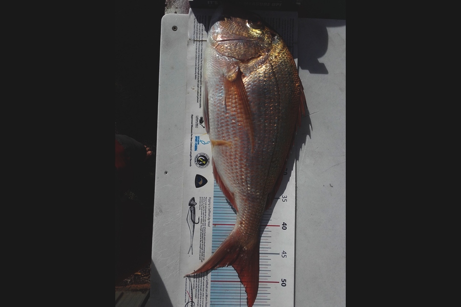 Steven Day caught this 47.0cm Snapper at whangarei during The Export NZ Fishing Competition
