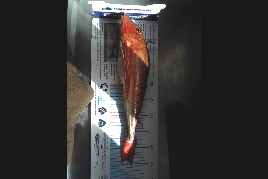 Steven Day caught this 43.5cm Gurnard at whangarei during The Export NZ Fishing Competition