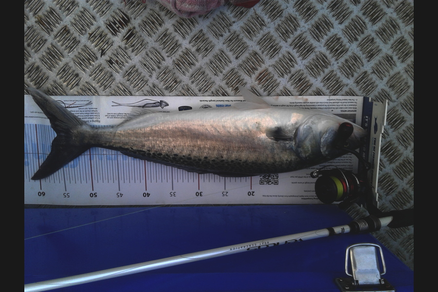 Brian  Gallogly caught this 55.5cm Kahawai at Waiheke during The Export NZ Fishing Competition