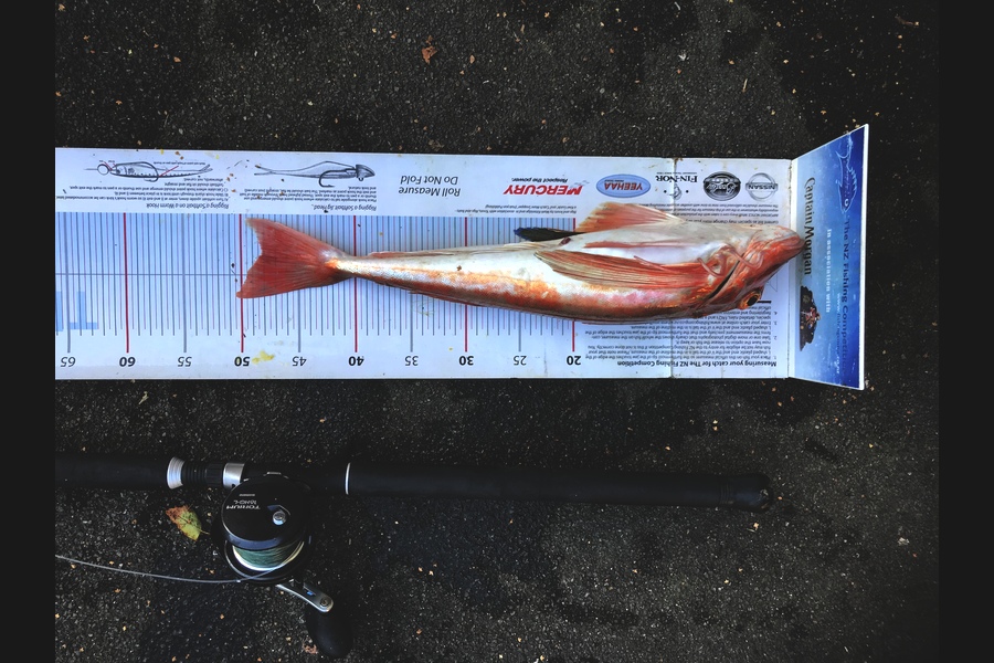 Johnny Huynen caught this 48.0cm Gurnard at Mana during The Export NZ Fishing Competition