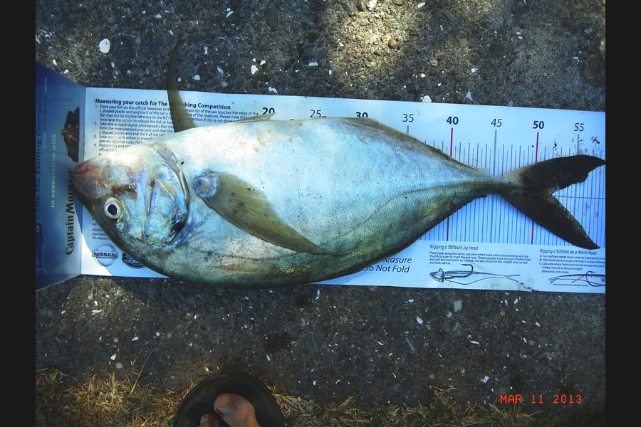 Gavin Henderson caught this 52.0cm Trevally at kapiti during The Export NZ Fishing Competition