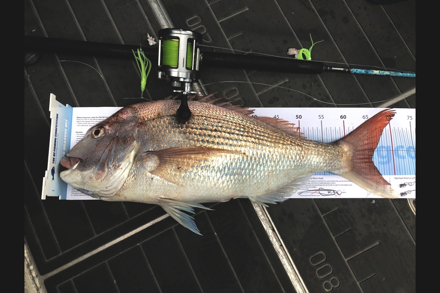 Stephen Scott caught this 65.5cm Snapper at Marlborough Sounds during The Export NZ Fishing Competition