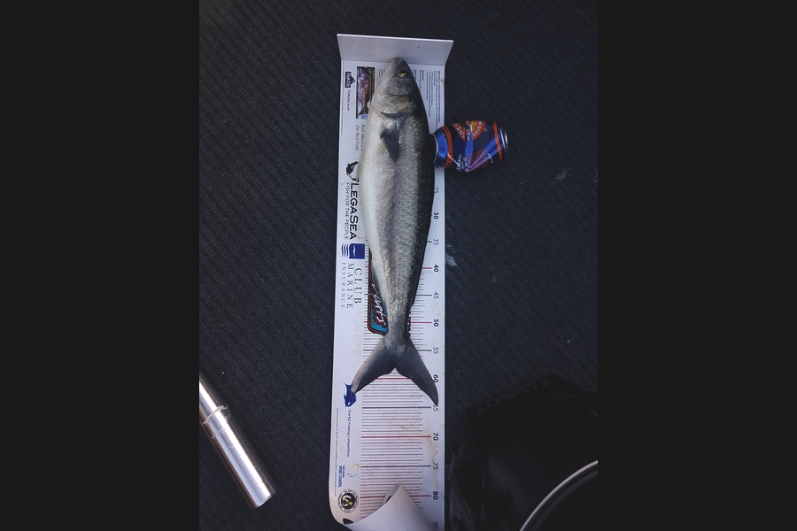 Andrew Wilson caught this 58.0cm Kahawai at Inner Hauraki  during The Export NZ Fishing Competition