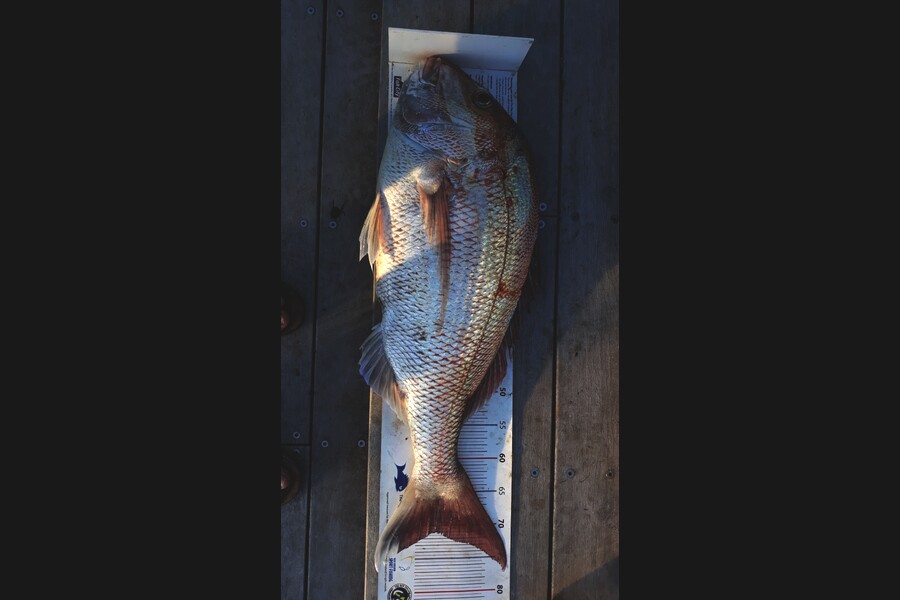 Mike Lean caught this 71.0cm Snapper at Kapiti during The Export NZ Fishing Competition