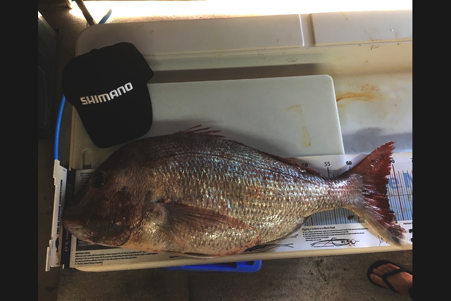 Stephanie  Fairweather  caught this 67.5cm Snapper at Mana during The Export NZ Fishing Competition