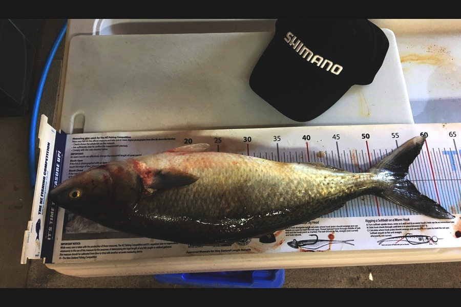 Samuel Georges caught this 55.0cm Kahawai at mana during The Export NZ Fishing Competition