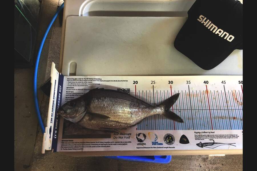 Samuel Georges caught this 29.0cm Tarakihi at Mana  during The Export NZ Fishing Competition