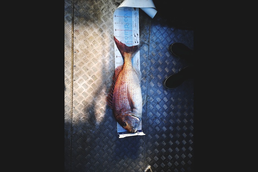 Zark zeung caught this 67.5cm Snapper at Kapiti during The Export NZ Fishing Competition