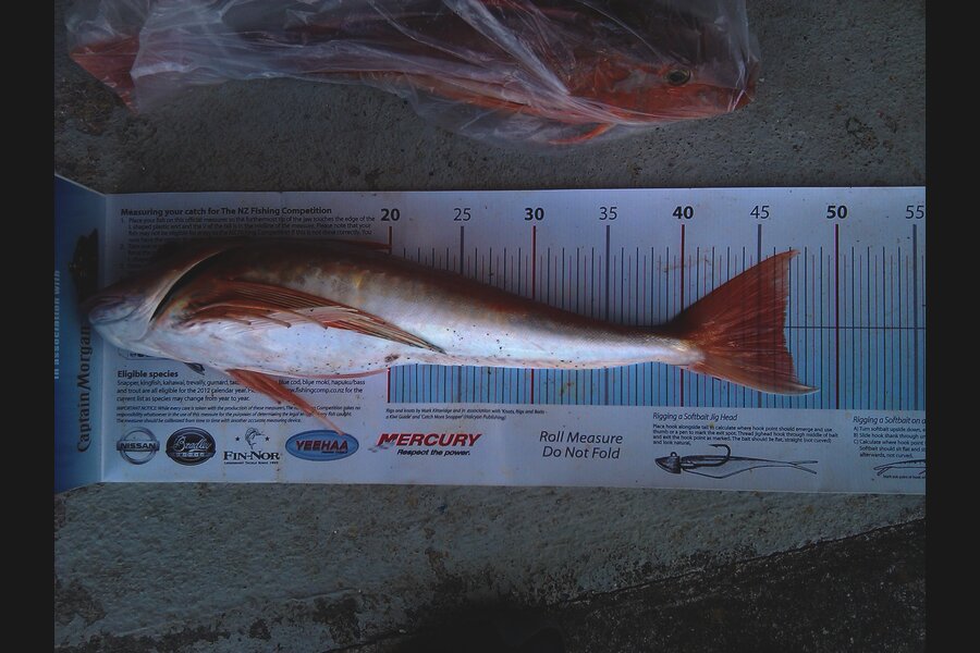 Anthony Murray caught this 46.5cm Gurnard at Welly Harbour during The Export NZ Fishing Competition
