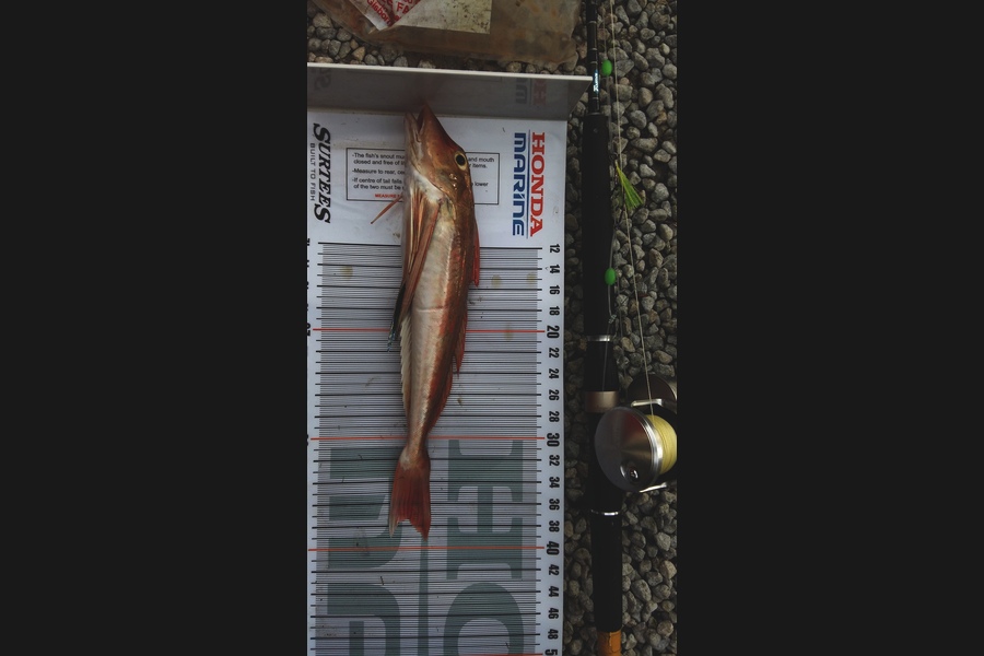 Graeme Mckay caught this 37.0cm Gurnard at Tolaga bay during The Export NZ Fishing Competition